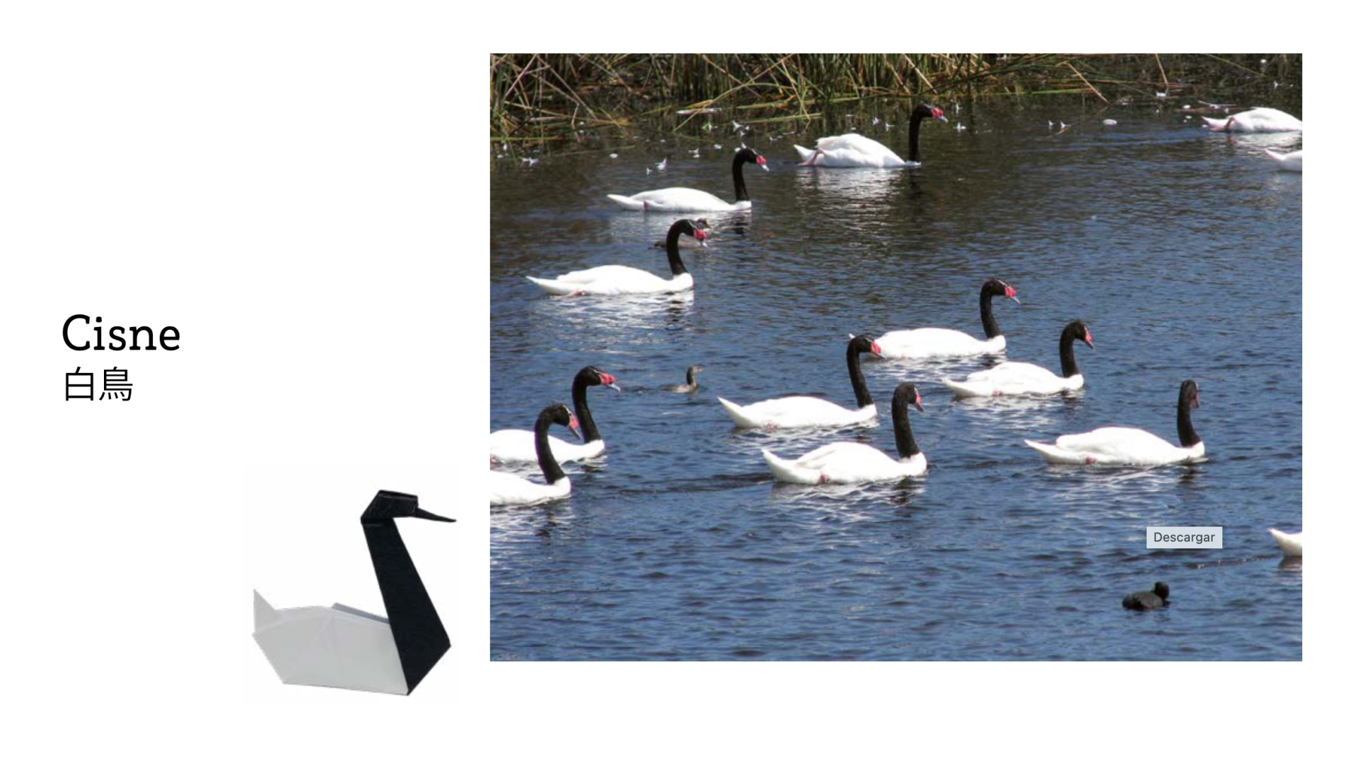 Imagen cisne cuello negro