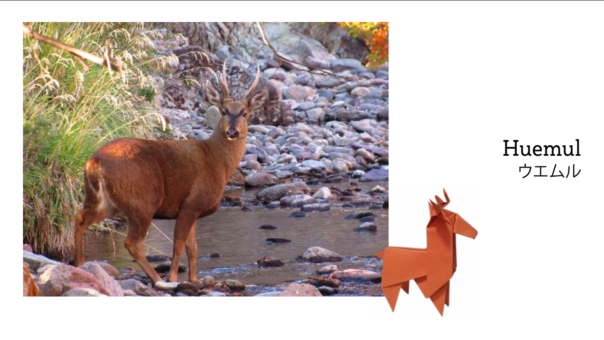 Huemul