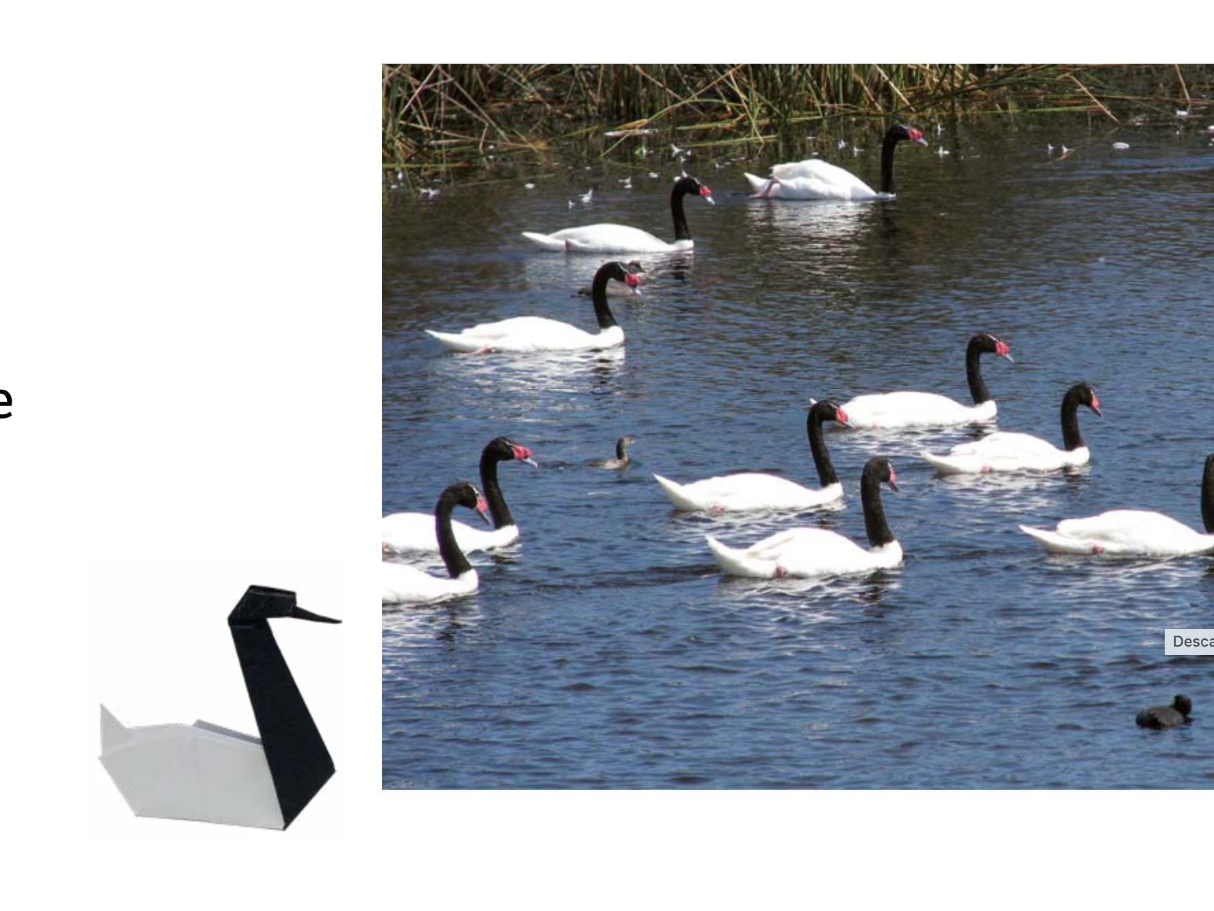 Imagen cisne cuello negro