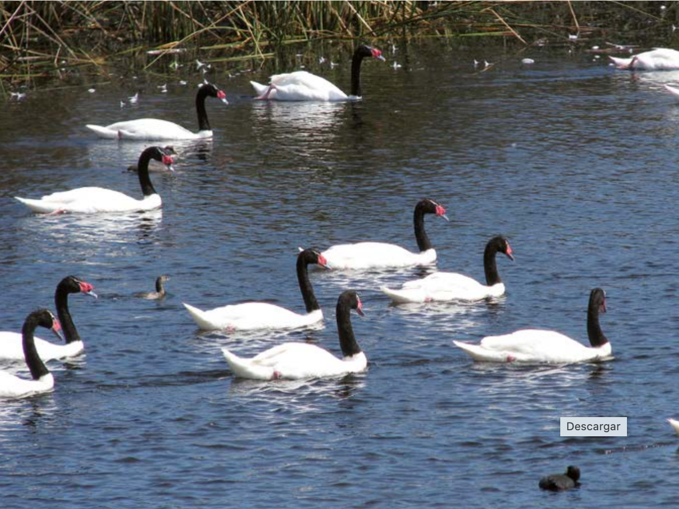Cisnes de cuello negro