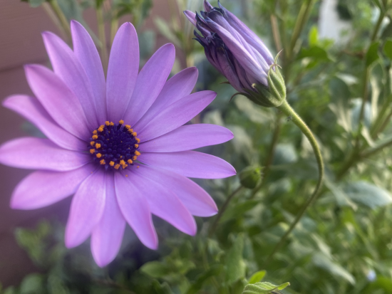Flor morada