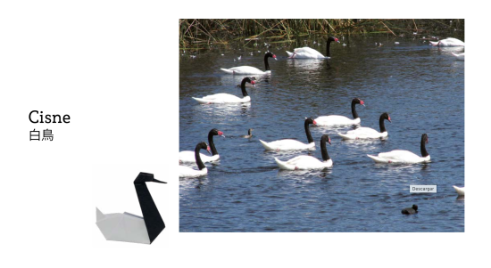 Imagen cisne cuello negro